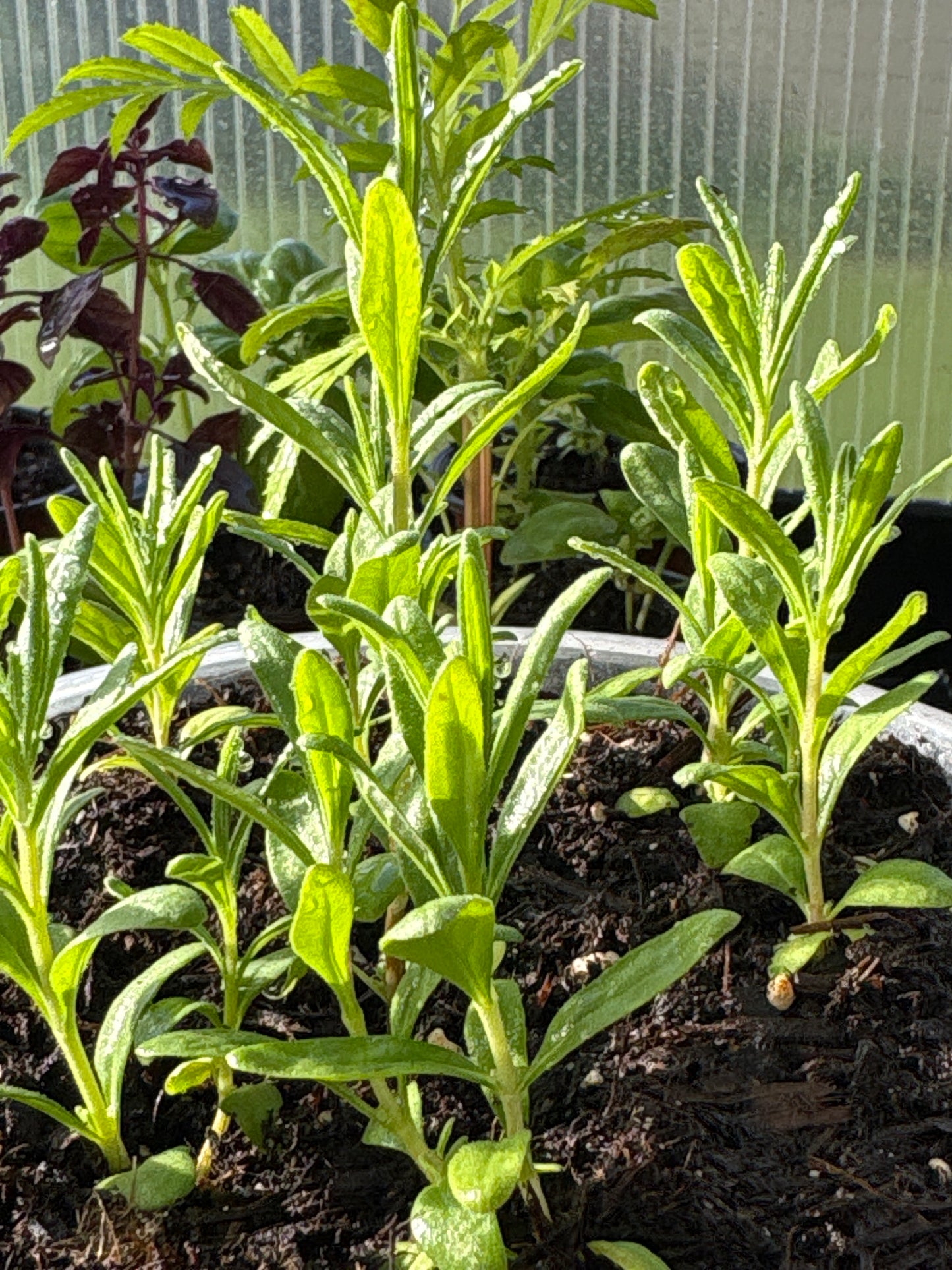 Vegetable and Herb Starter Plants
