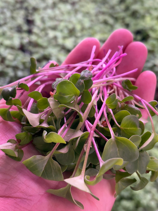 Organic Microgreens