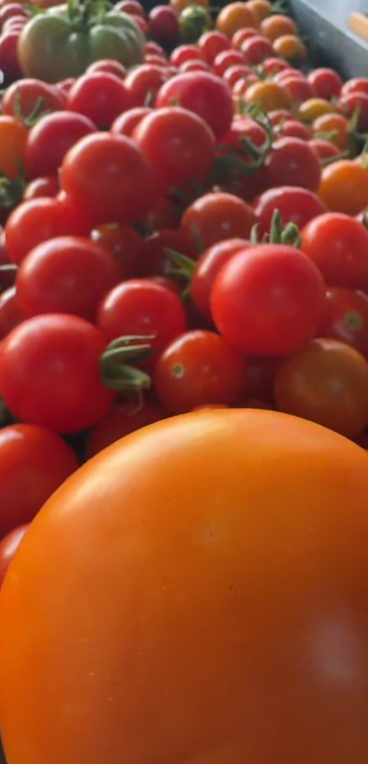 Tomatoes