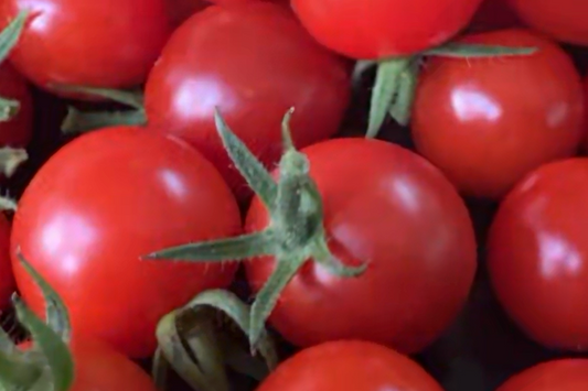 Our Tomato Season Story