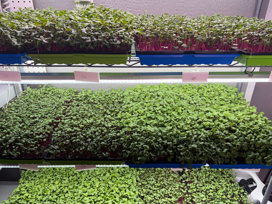 Organic Farm Trial Chronicles