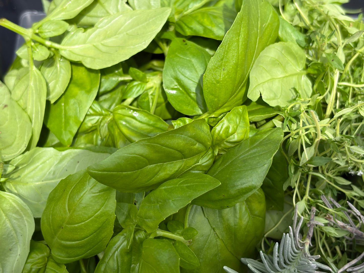 Basil