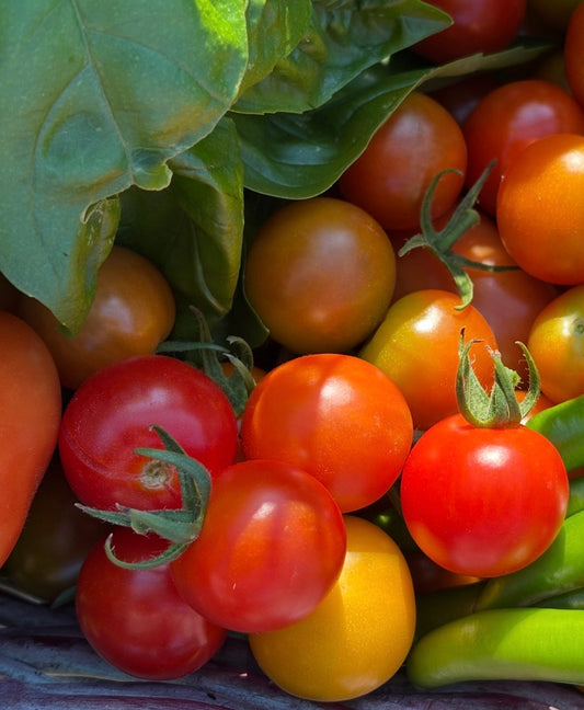 Tomatoes