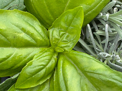 Basil