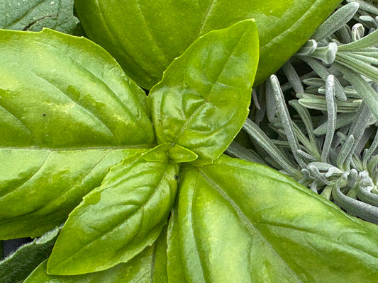 Basil