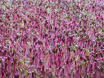 Microgreens