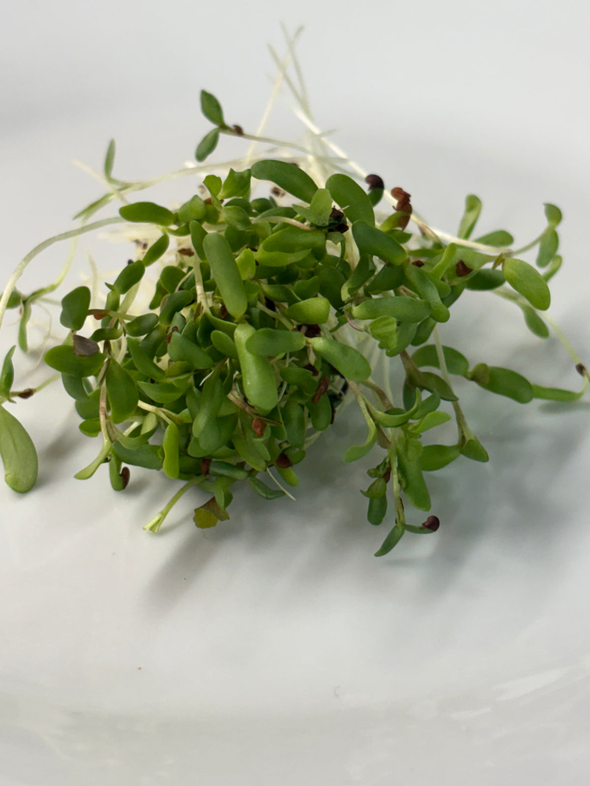 Organic Microgreens