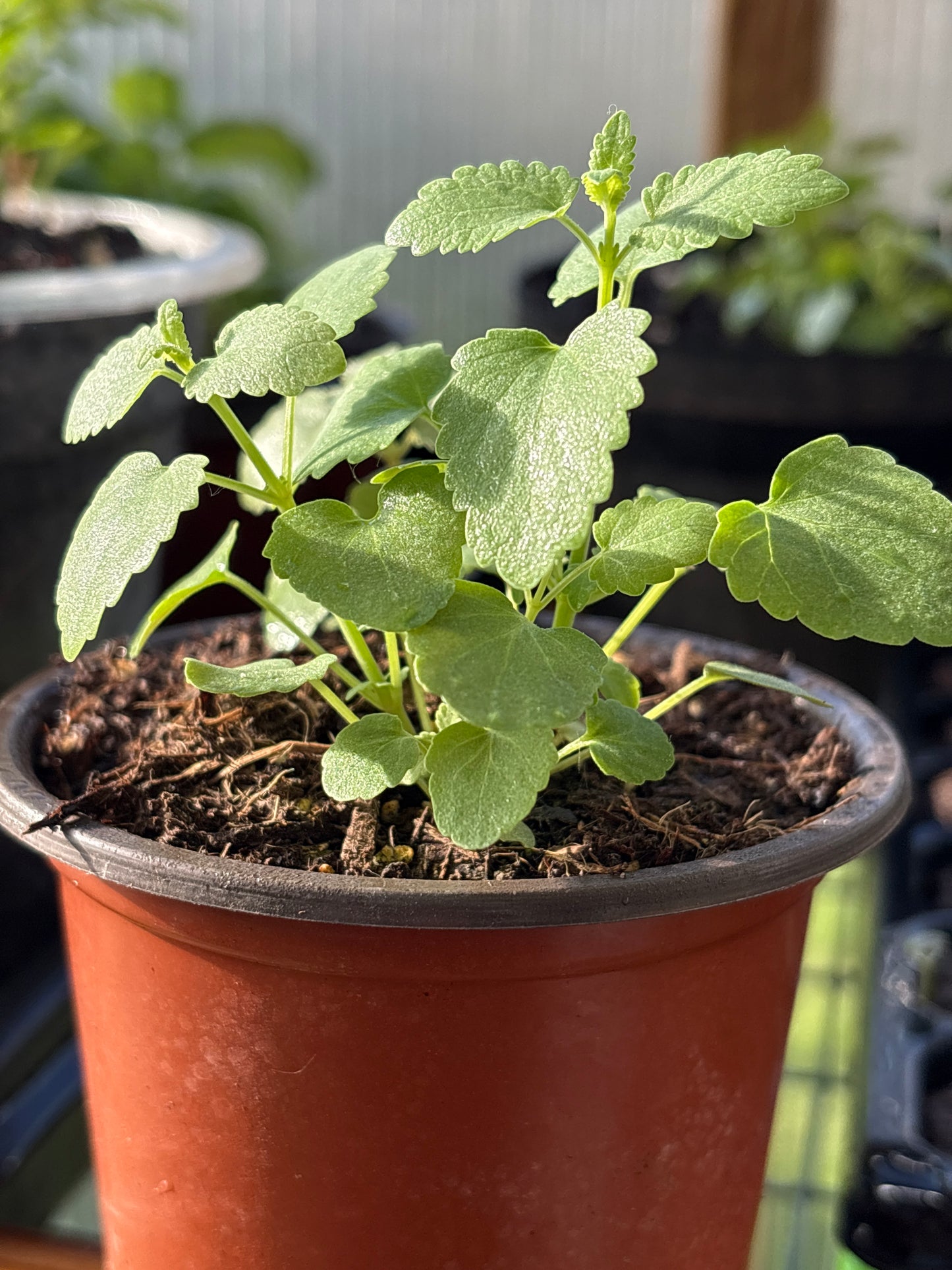 Vegetable and Herb Starter Plants