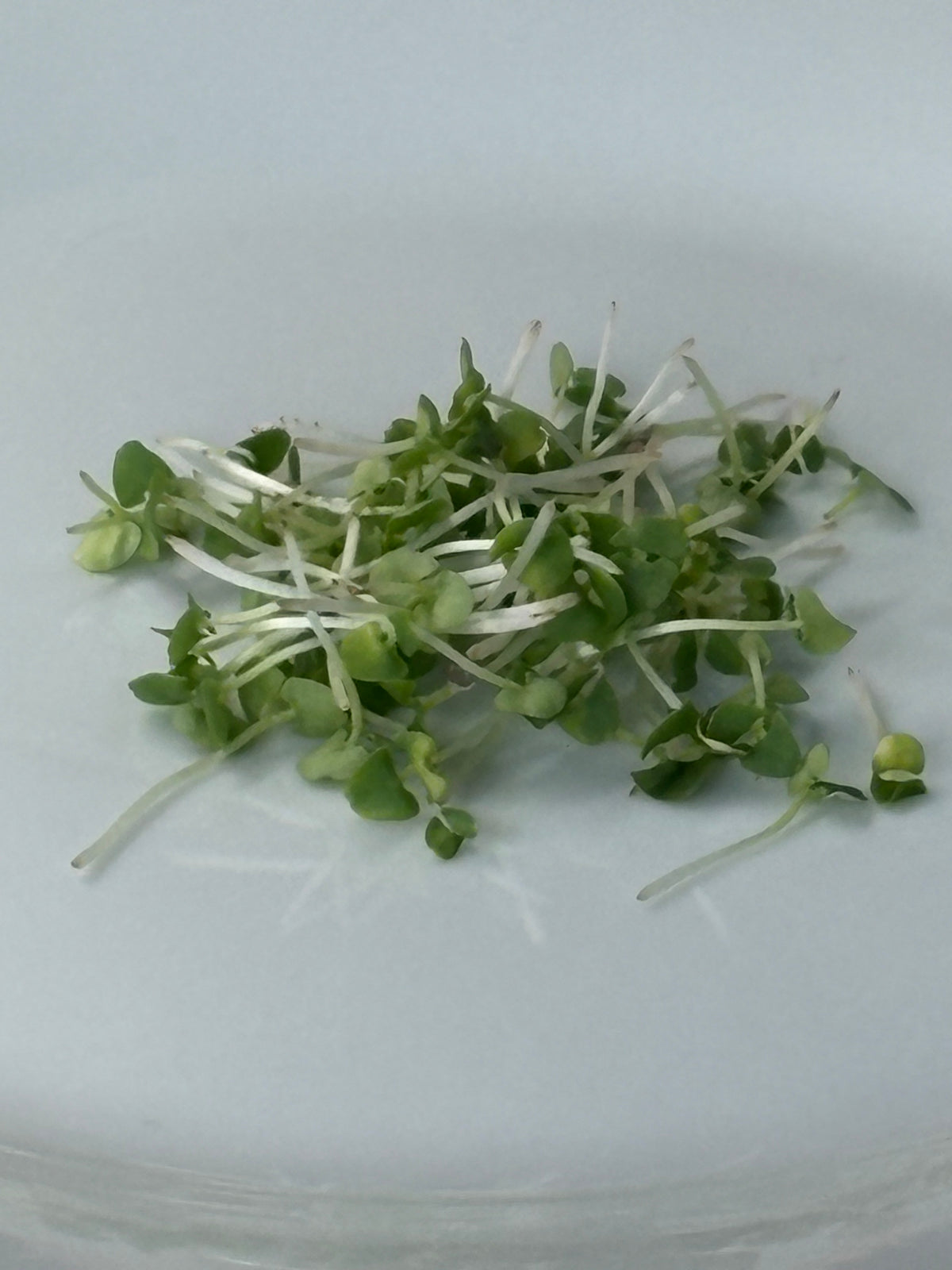 Organic Microgreens