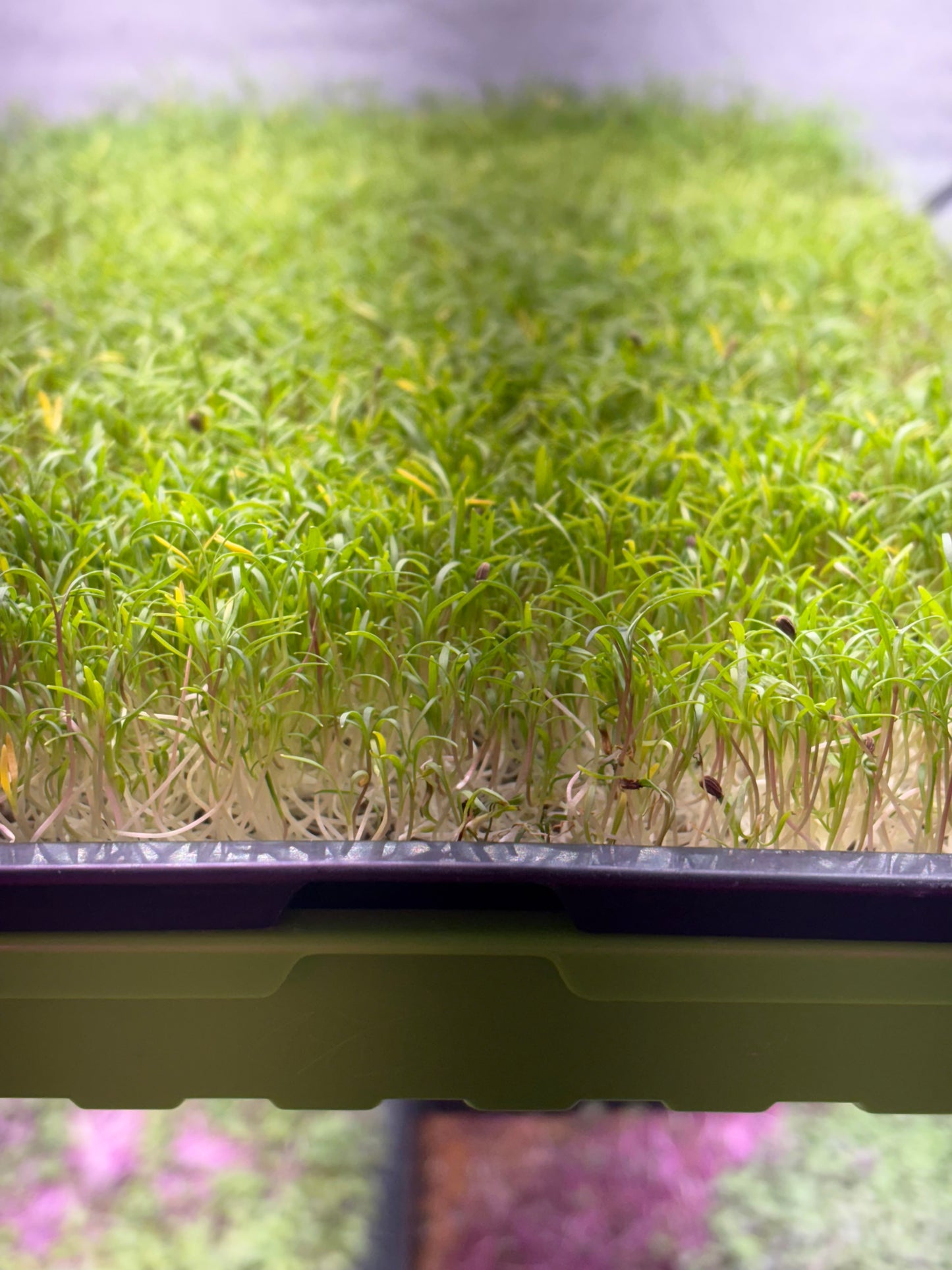 Microgreens