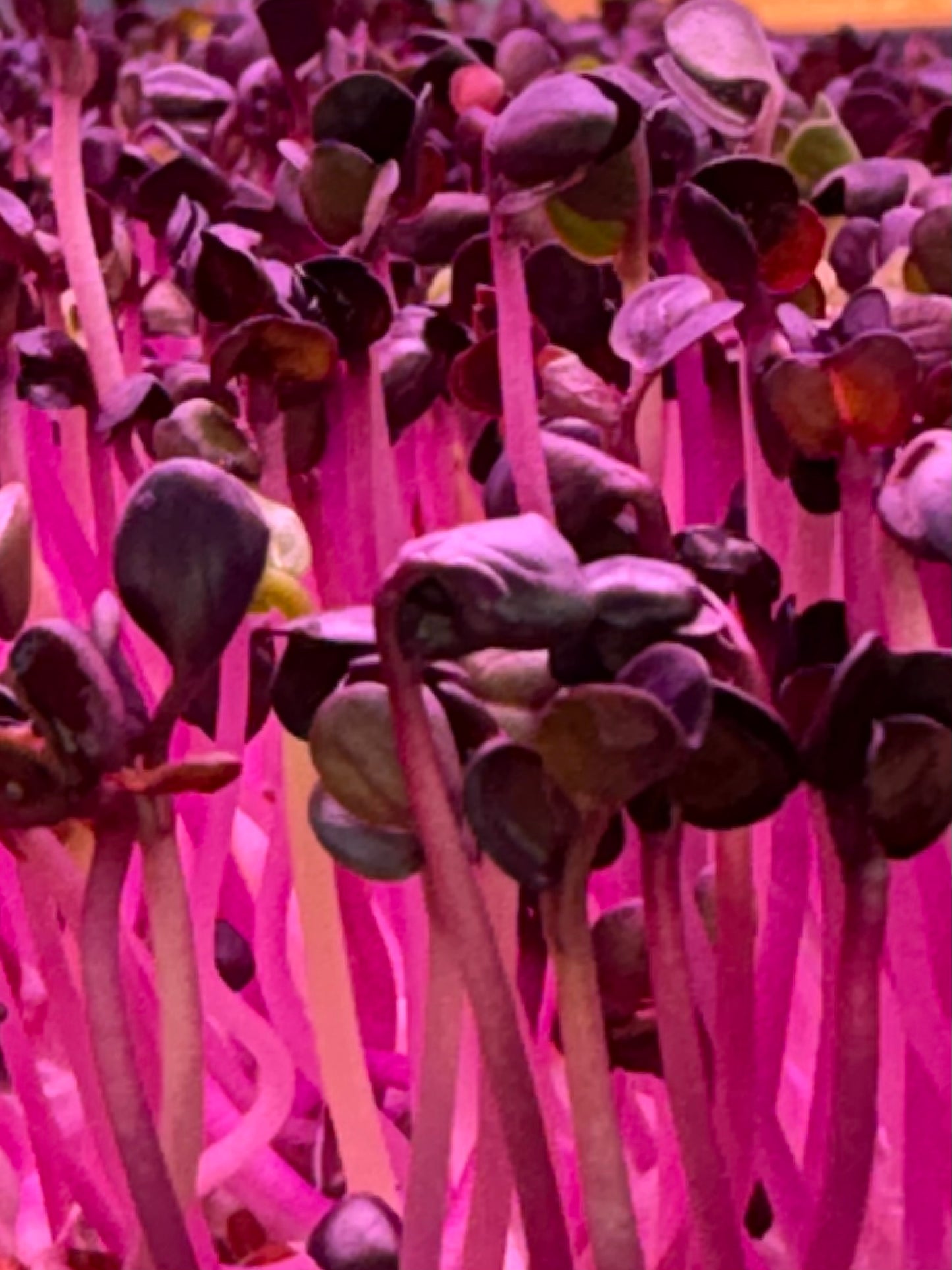 Organic Microgreens