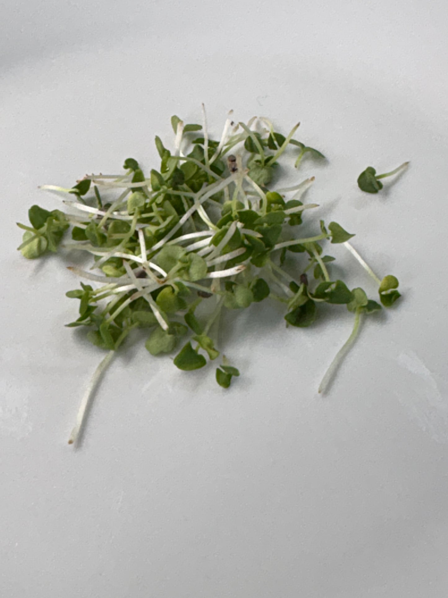 Organic Microgreens