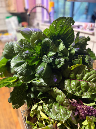 COMING SOON - Mixed Lettuce, Organic