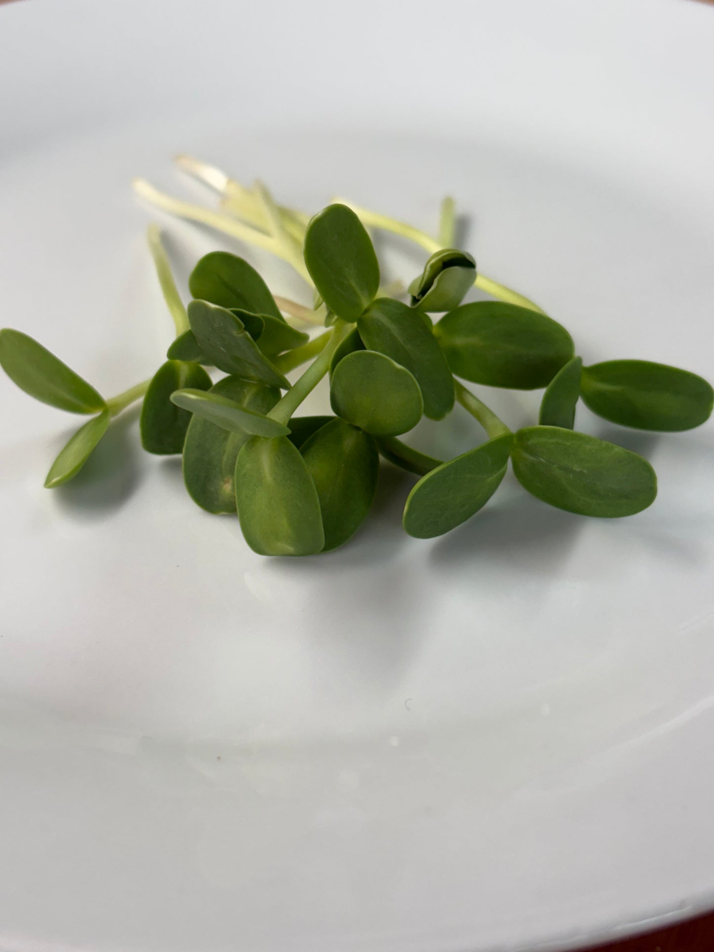 Organic Microgreens