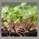 Microgreens-3