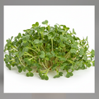Microgreens