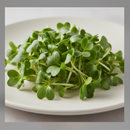 Microgreens-7