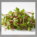Microgreens-9