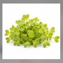 Microgreens-10