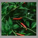 Funny Farm Membership-1