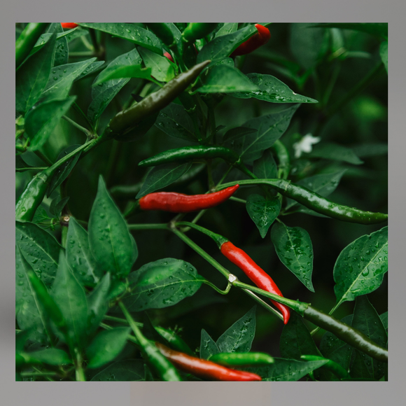 Funny Farm Membership