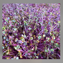 Microgreens-13
