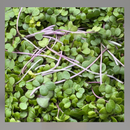 Microgreens-12