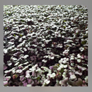 Microgreens-11