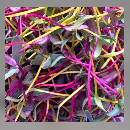 Organic Microgreens