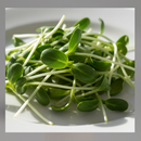 Microgreens-15