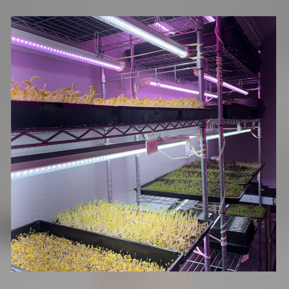 Funny Farm Membership