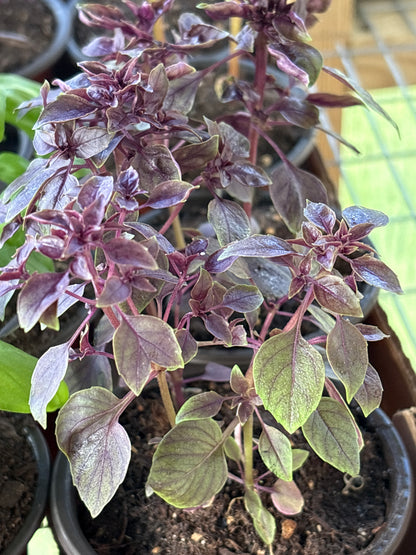 Vegetable and Herb Starter Plants