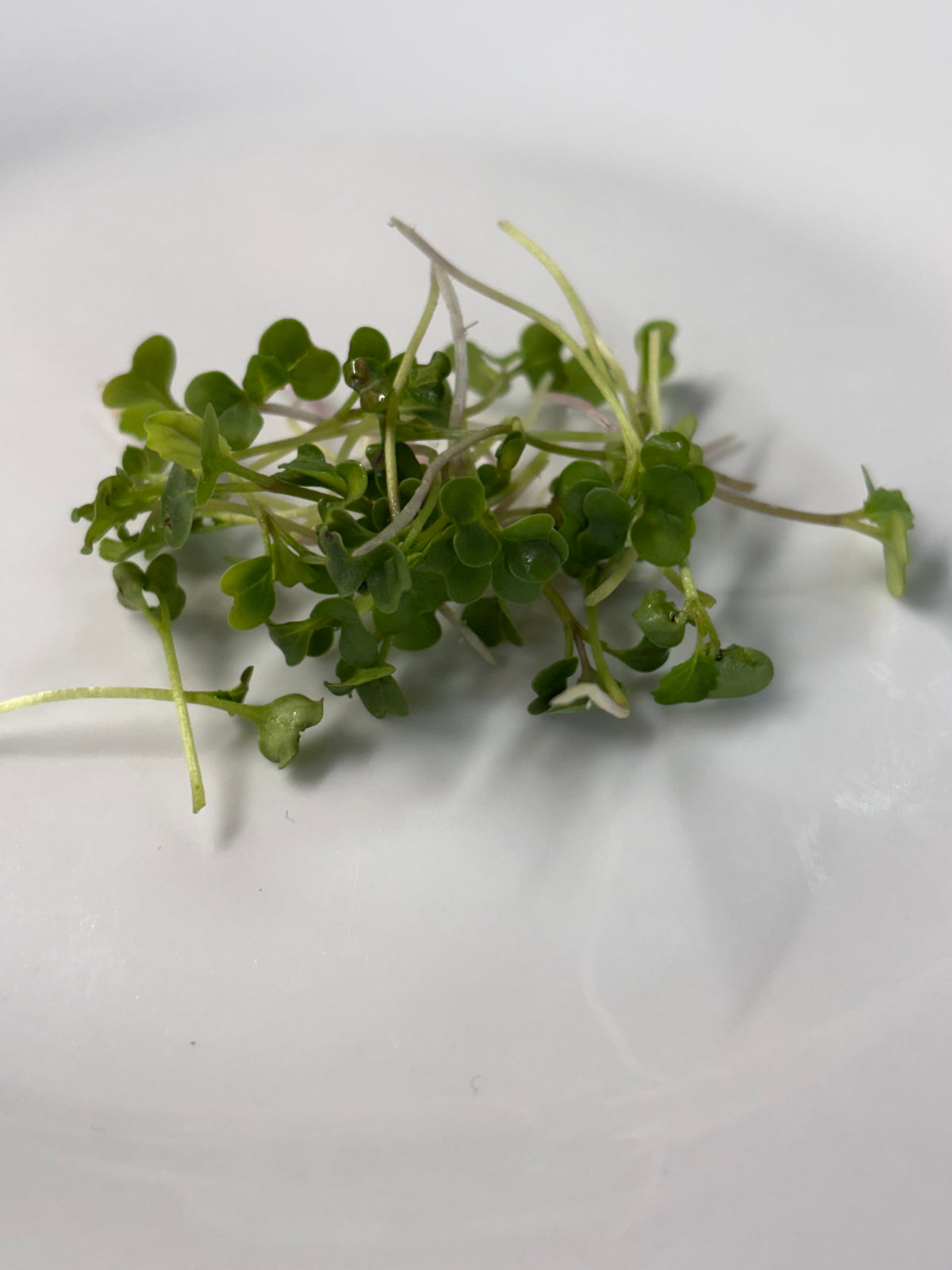Organic Microgreens