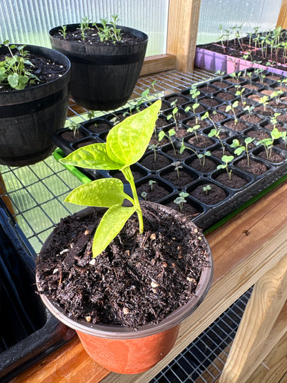 Vegetable and Herb Starter Plants