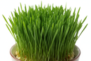 close up wheatgrass product photo