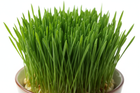 close up wheatgrass product photo