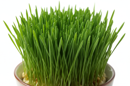 close up wheatgrass product photo