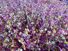 Microgreens