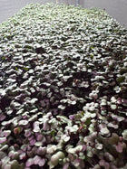 Microgreens