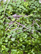 Microgreens