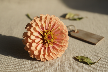 rustic, simple, close up product photo zinnia